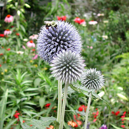 Echinops ritro